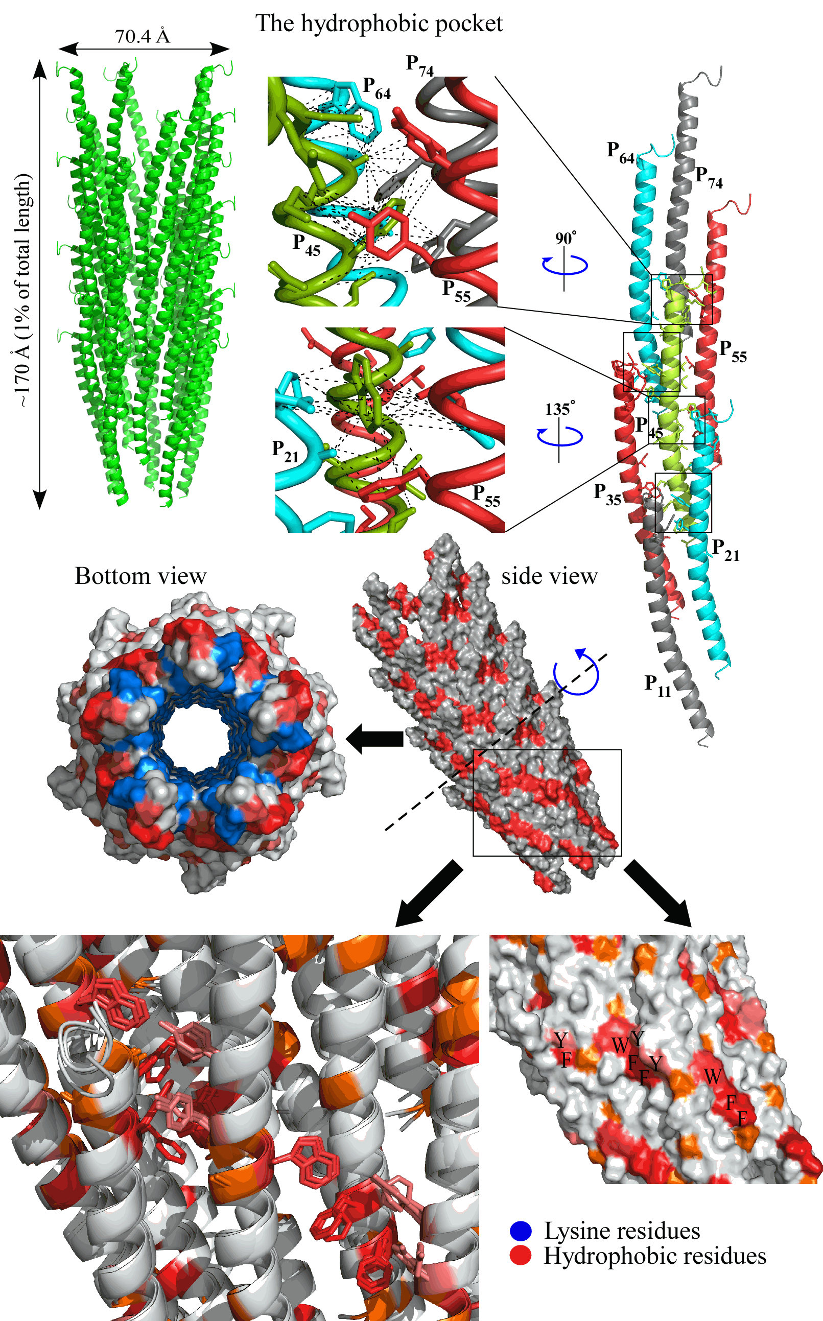 NMR/Rosetta model of the M13 virus